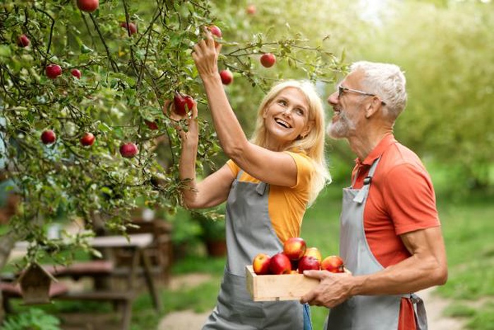 happy mature couple in orchard picking ripe apples from tree