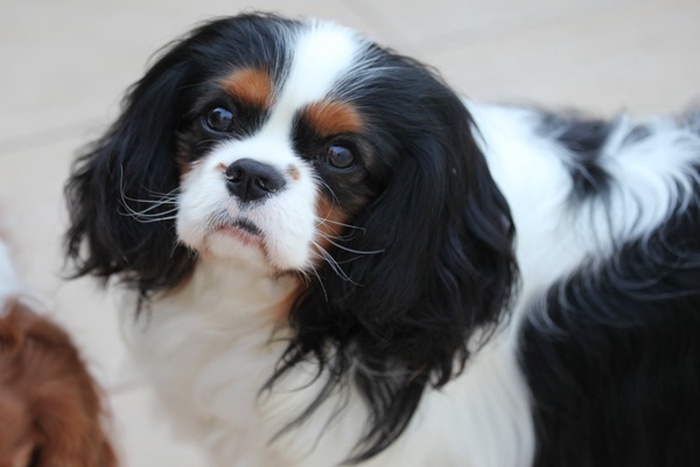 best-dogs-for-seniors